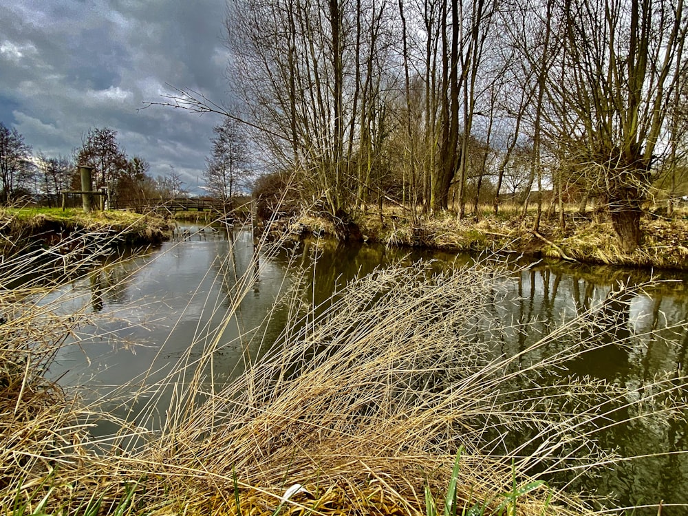 a body of water surrounded by trees and grass