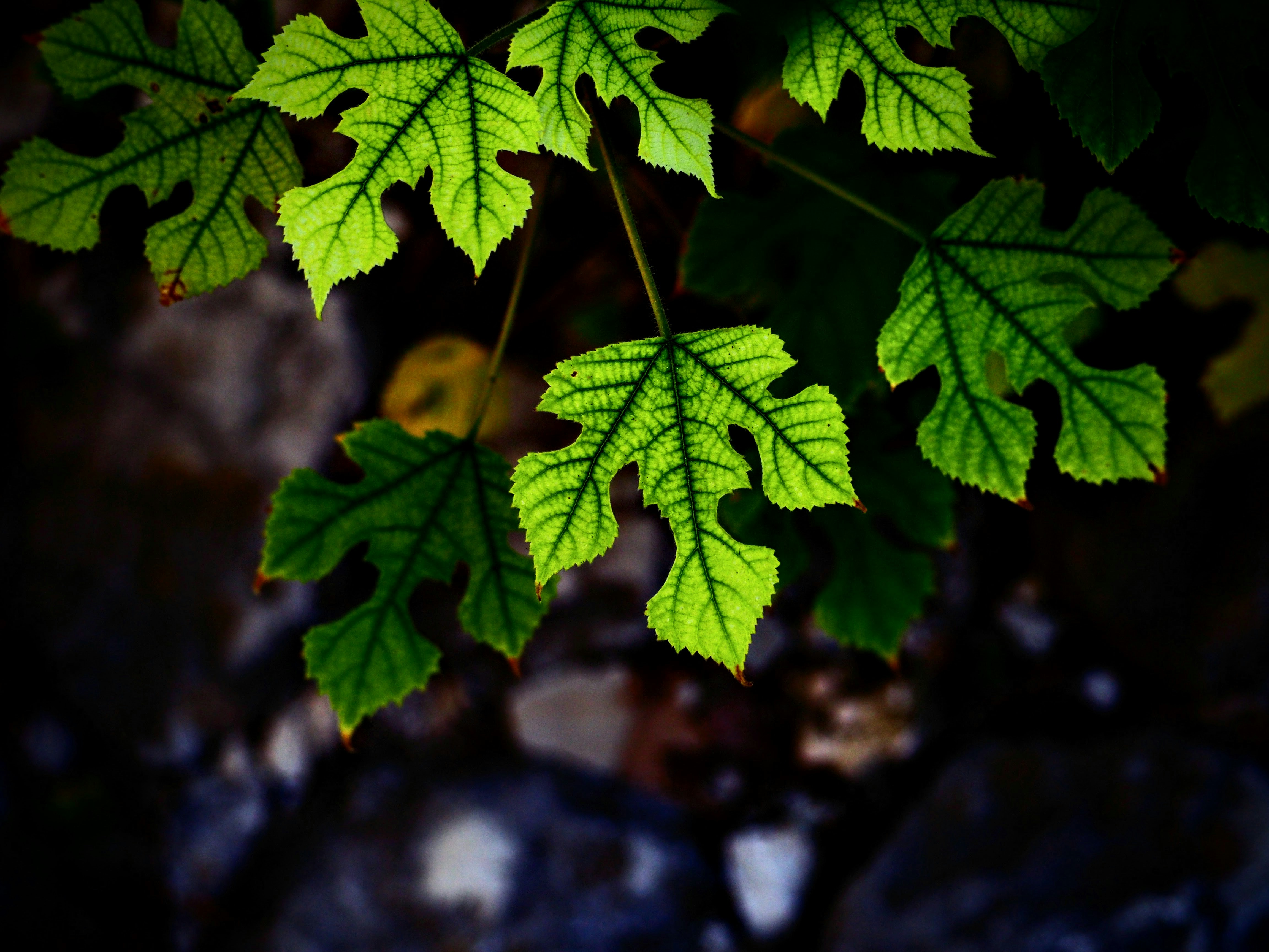 Photo by benji_da_vinci