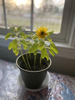 Bright sunflower arrangement placed in a ceramic pot by the window with natural sunlight.