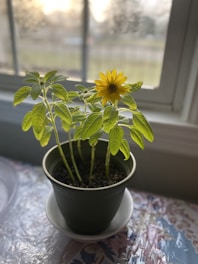 Colorful baby sunflower plants growing in small pots on a wooden table.
