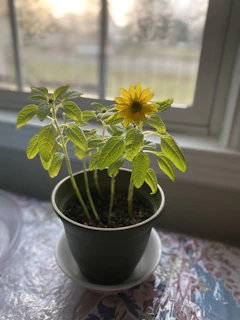 Bright sunflower arrangement placed in a ceramic pot by the window with natural sunlight.