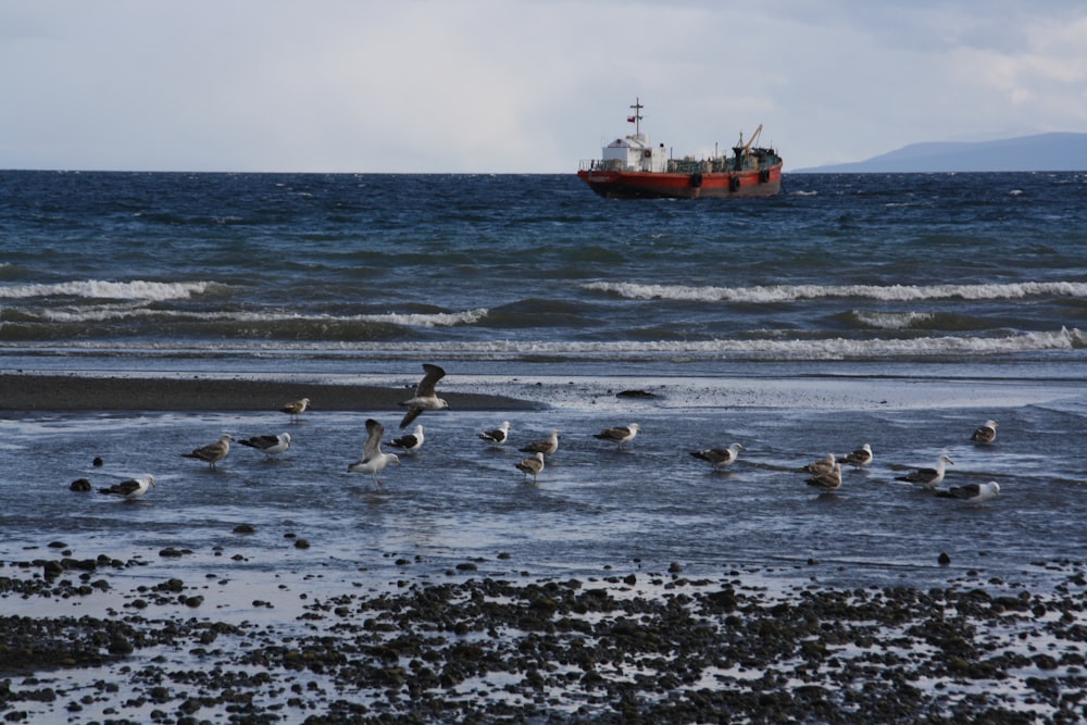 a group of seagulls on a beach with a ship in the background