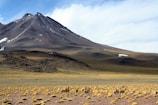 A vast, arid landscape with a prominent mountain in the background. The mountain is partially covered with patches of snow under a lightly cloudy sky. In the foreground, a herd of wild animals, likely vicuñas or similar species, are grazing amidst scattered tufts of yellowish grass.