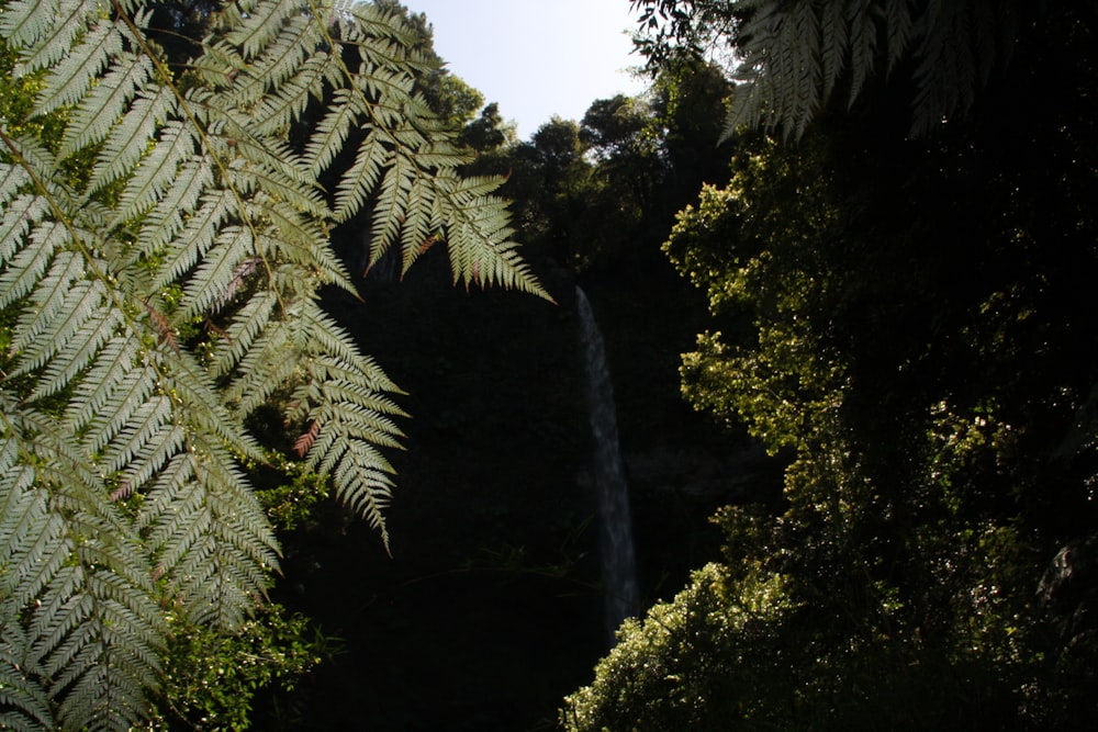 a small waterfall in the middle of a forest