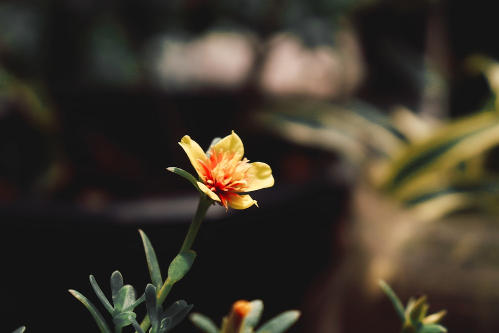 a yellow flower with a red center in a garden