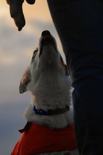 A dog wearing an orange jacket is looking up at a person standing nearby. The dog's attention seems focused on a gloved hand, possibly holding a treat. The scene is set against a soft, blurred background, suggesting an outdoor environment during sunset or early morning.