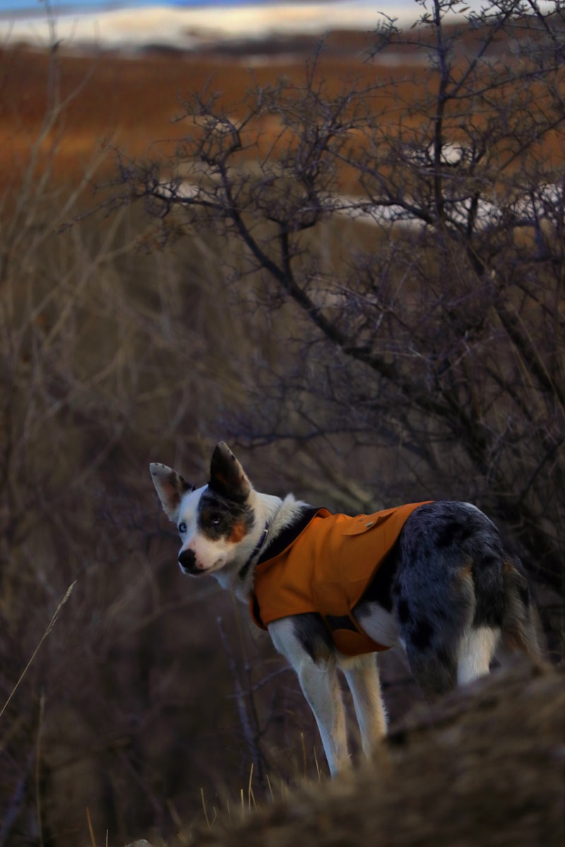 dog_gear