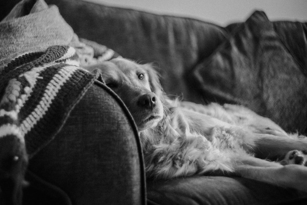 a black and white photo of a dog laying on a couch