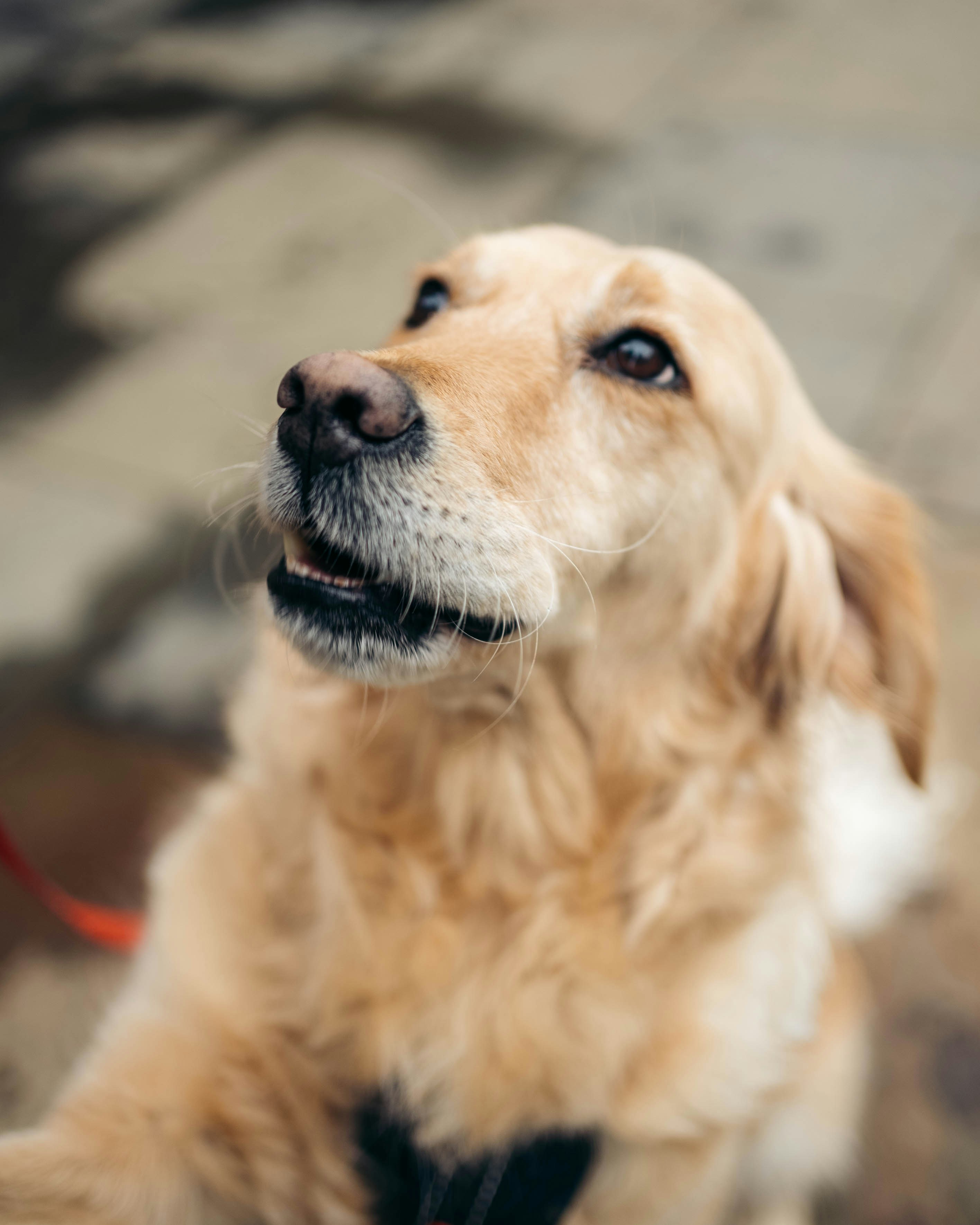 a close up of a dog on a leash