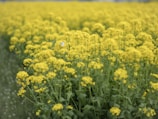 A vast field densely populated with bright yellow flowers, possibly rapeseed, creating a vibrant and continuous landscape. A small white butterfly is perched on one of the flowers, adding a touch of delicate life to the scene. The perspective draws the eye along the field, emphasizing the sheer volume and uniformity of the flowers.