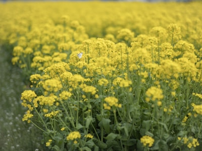 A vast field densely populated with bright yellow flowers, possibly rapeseed, creating a vibrant and continuous landscape. A small white butterfly is perched on one of the flowers, adding a touch of delicate life to the scene. The perspective draws the eye along the field, emphasizing the sheer volume and uniformity of the flowers.