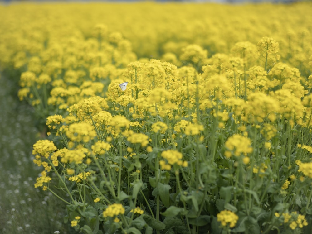 a field full of yellow flowers with a butterfly on it