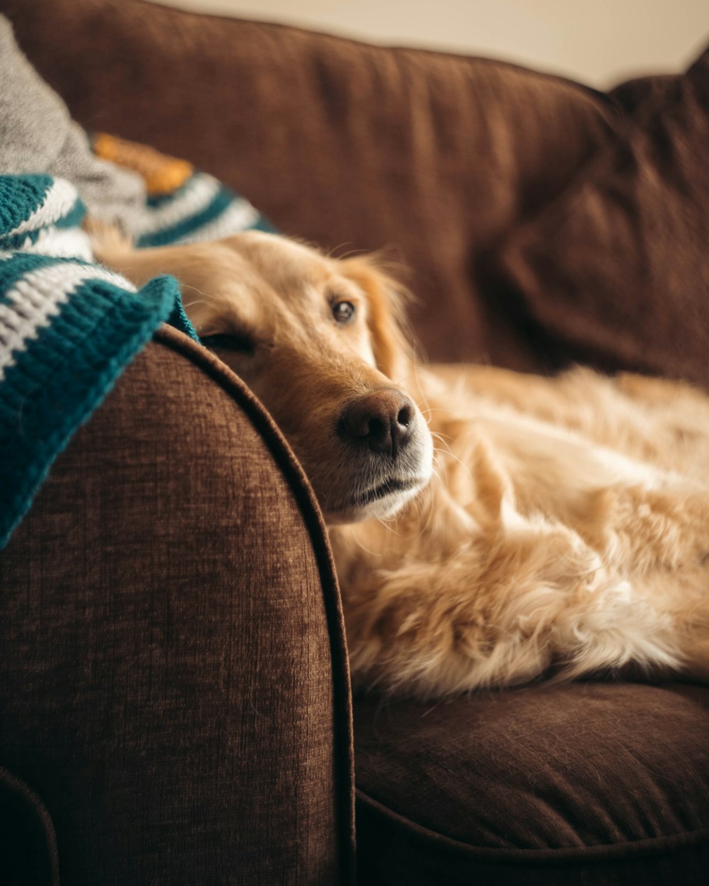 a brown dog laying on top of a brown couch