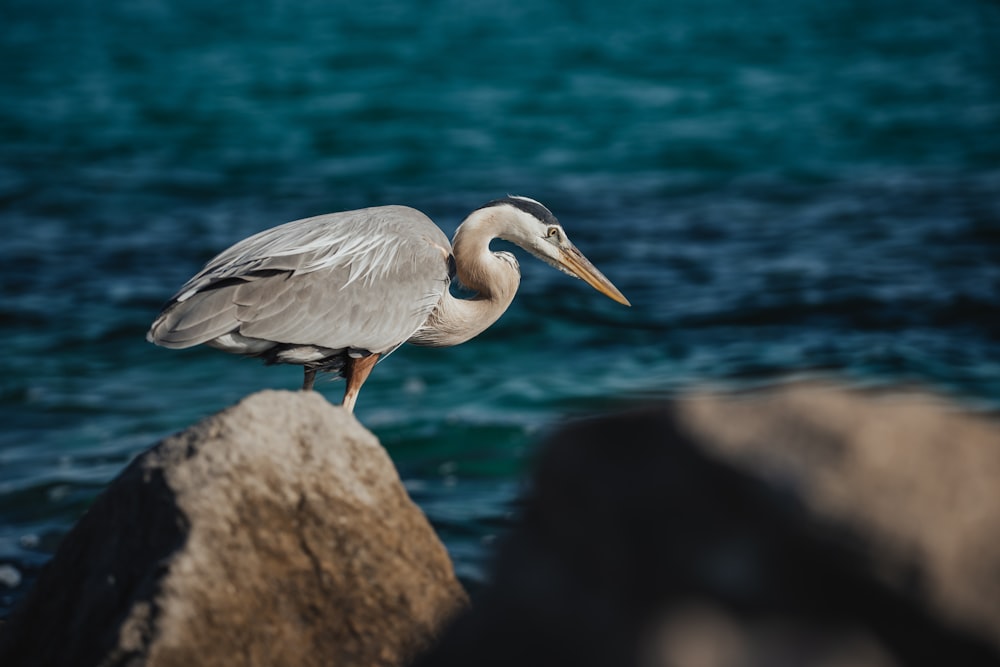 a bird is standing on a rock by the water