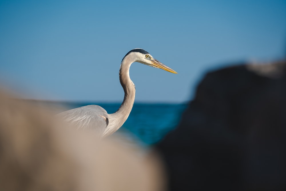 a white bird with a long neck standing in front of a body of water