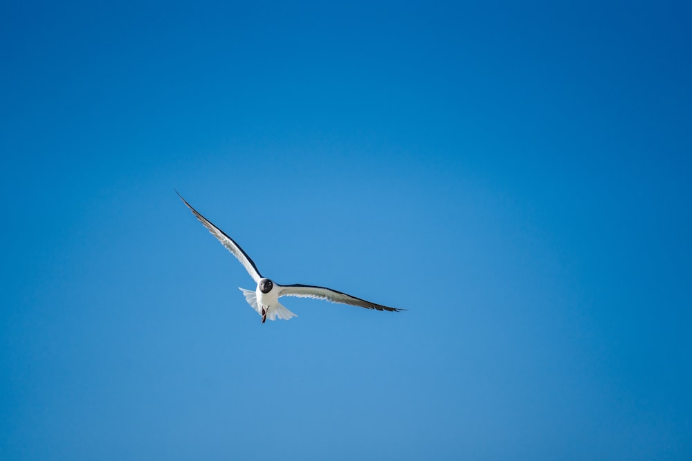 a seagull flying in a clear blue sky