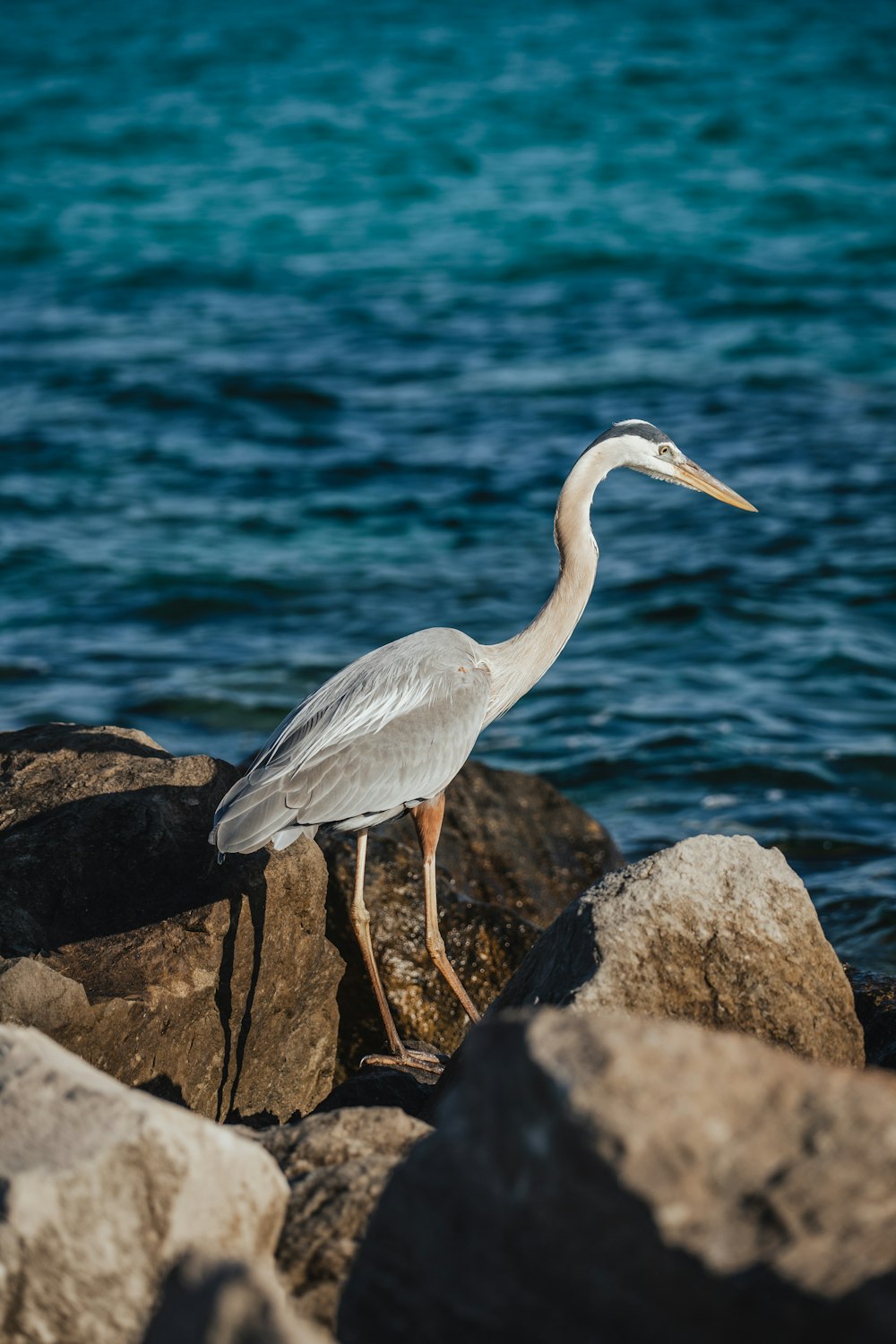 a bird is standing on some rocks by the water