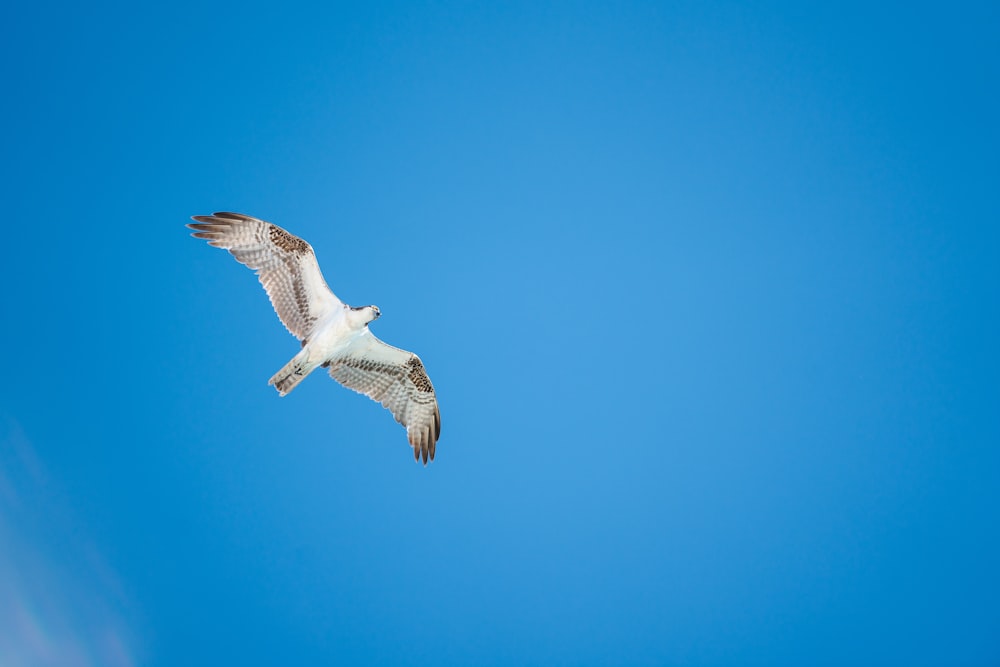 a bird flying through a blue sky on a sunny day