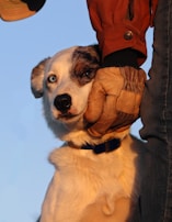 A dog with heterochromia, featuring one blue eye and one brown eye, looks up while resting against a person's leg. The person wears a brown jacket and a glove, gently holding the dog's face. The scene is warmly lit, suggesting a sunset or sunrise setting.