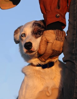 A dog with heterochromia, featuring one blue eye and one brown eye, looks up while resting against a person's leg. The person wears a brown jacket and a glove, gently holding the dog's face. The scene is warmly lit, suggesting a sunset or sunrise setting.