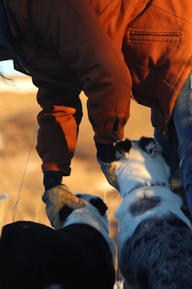A person in an orange jacket and gloves is interacting with two dogs, one with black and white fur and the other with a mix of white and gray fur. The scene appears to be outdoors during sunset or sunrise, casting a warm glow on the subjects.
