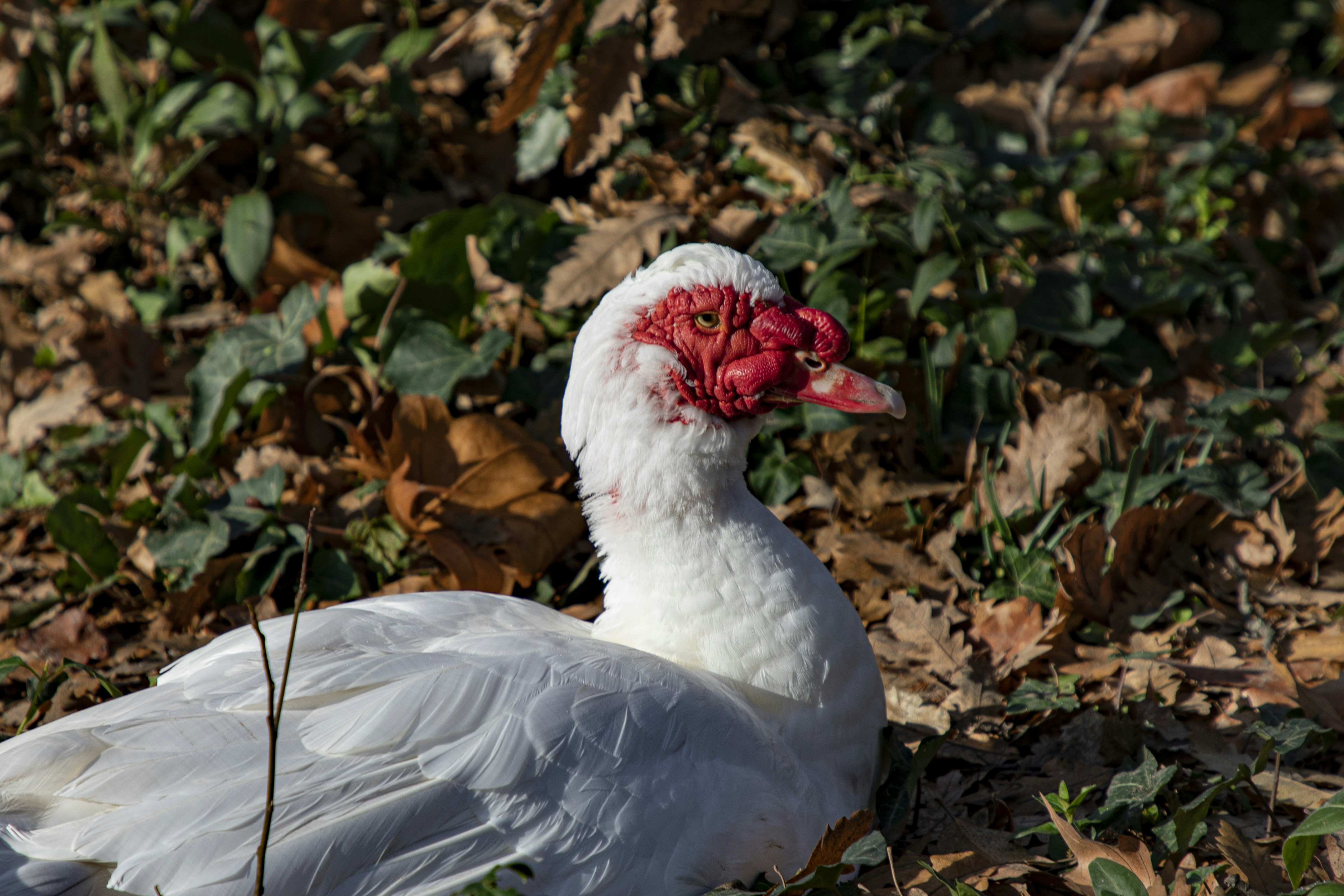 A white duck with a red beak standing in leaves photo – Free Duck Image ...