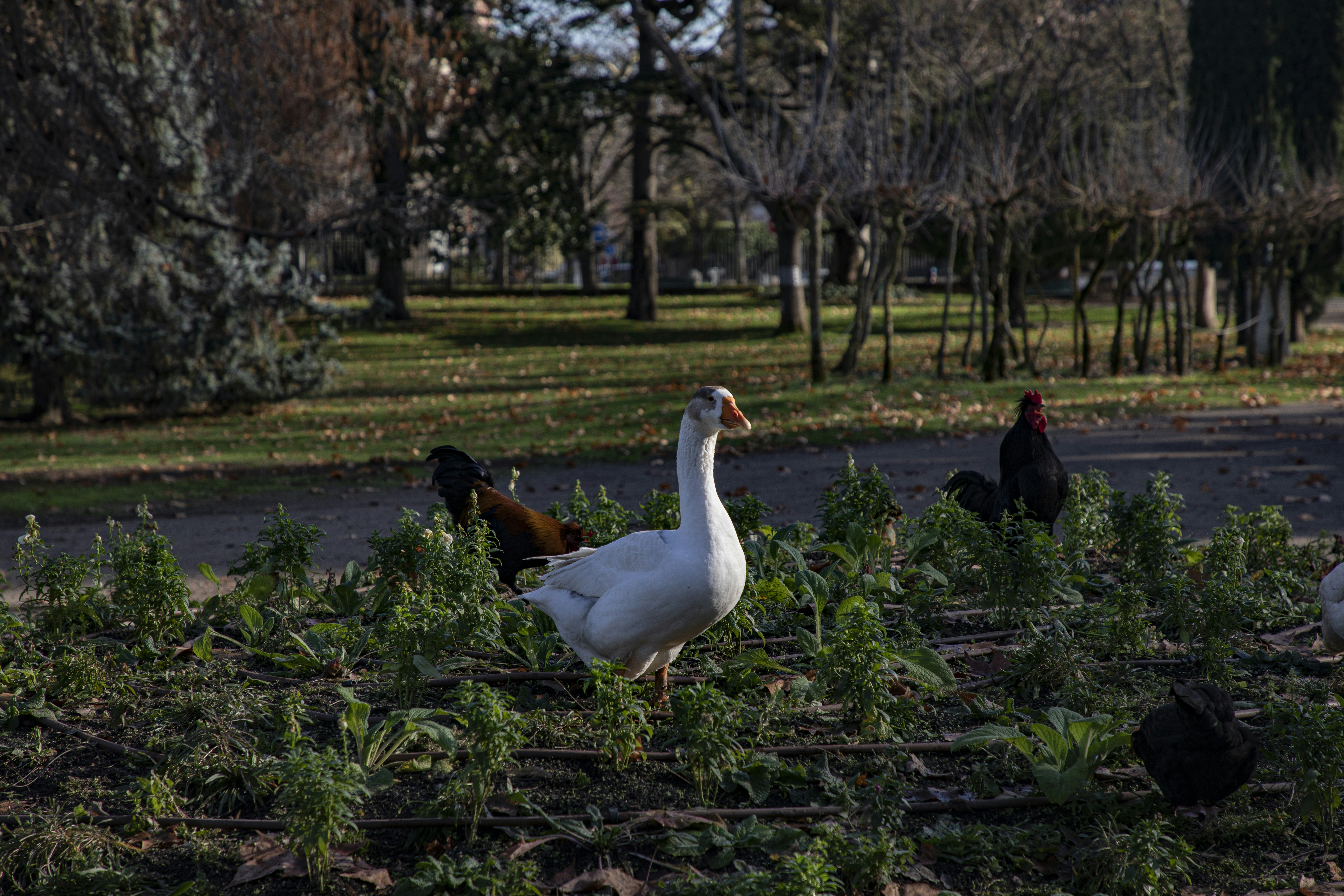 How To Keep Ducks Safe On A Pond? (8 Easiest Ways Ever!) 2024