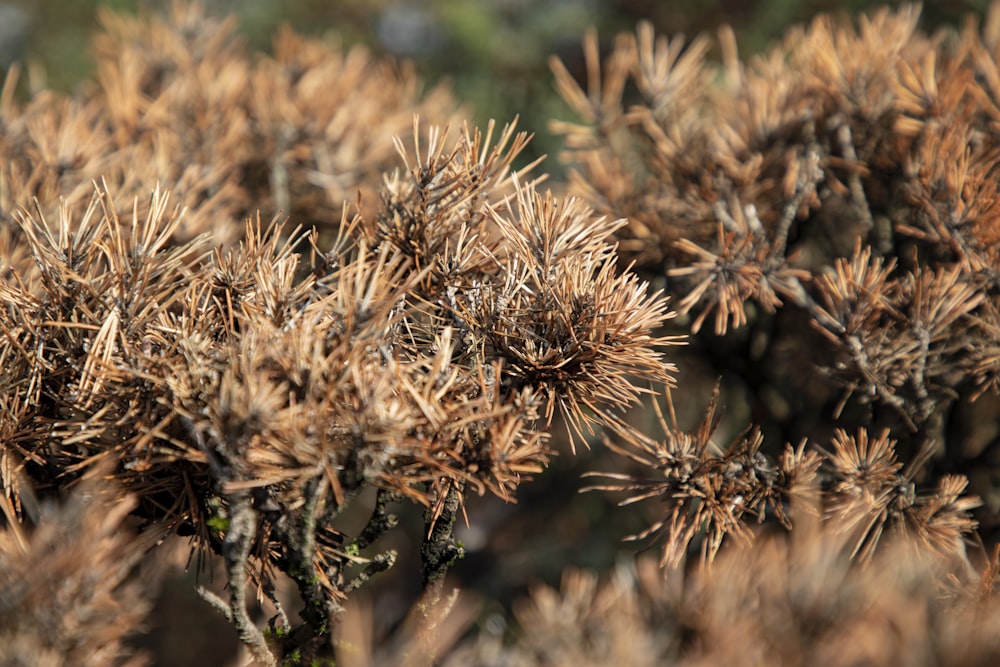 a close up of a plant with lots of leaves