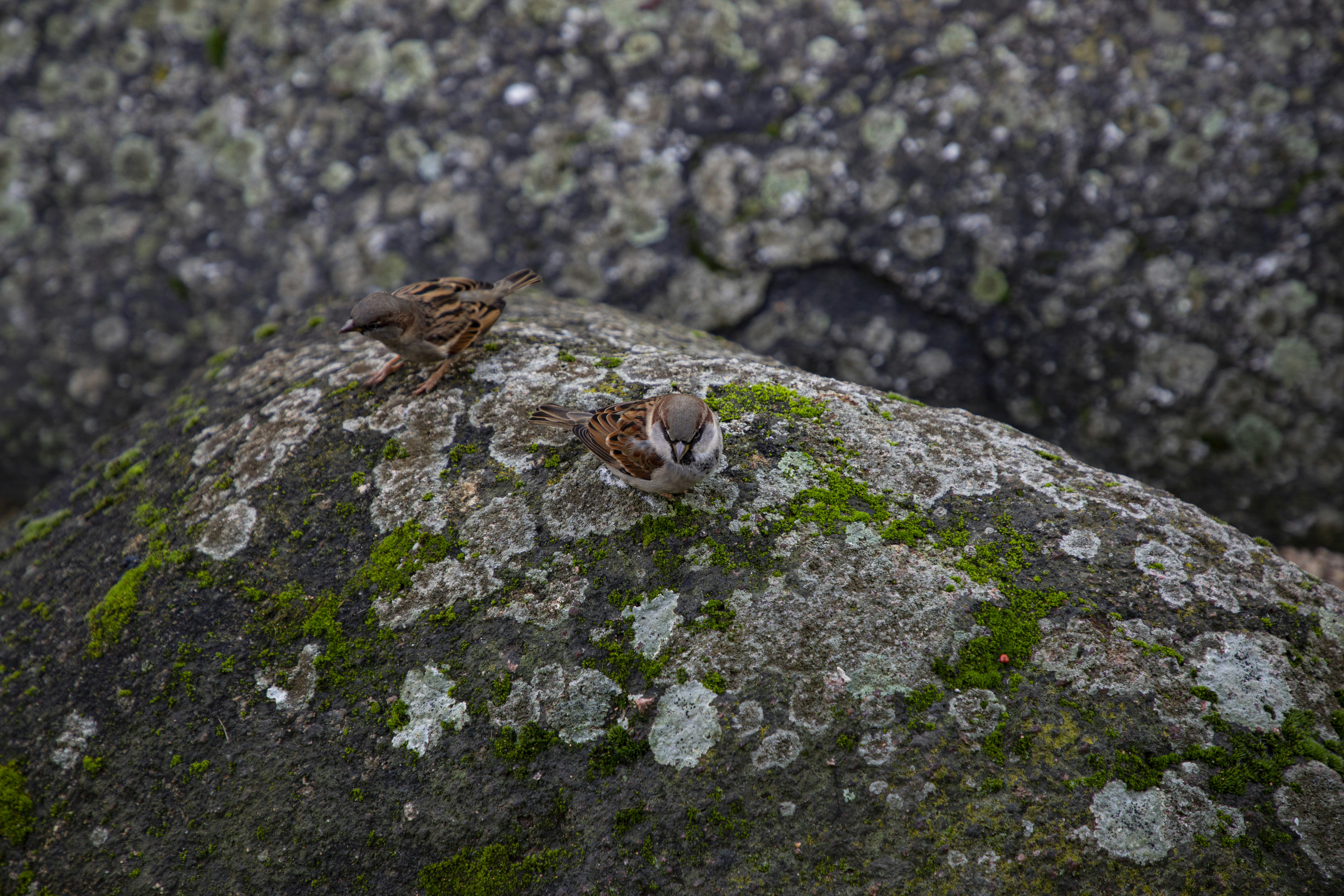 A couple of birds sitting on top of a moss covered rock photo – Free  Wallpaper Image on Unsplash, image size:3000x2000