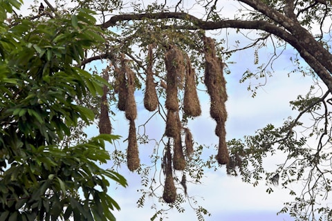 Clusters of woven, elongated bird nests hang from the branches of a tree. The nests are made of grass or straw and are attached to thin branches, swaying gently in the breeze. Surrounding the nests are lush green leaves, and the background reveals a cloudy blue sky.