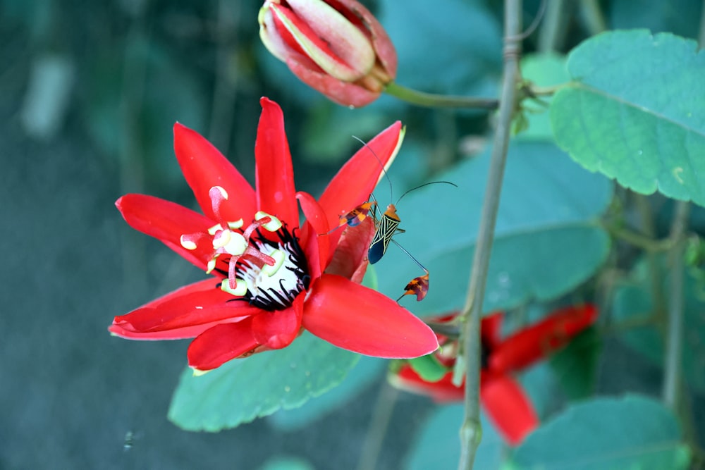 una flor roja con una abeja en ella