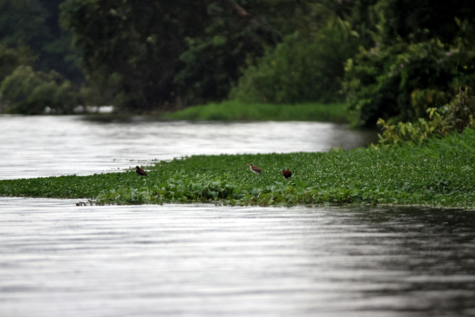 Wading birds feeding on a mat of floating plants in a Tortuguero canal edged by rainforest