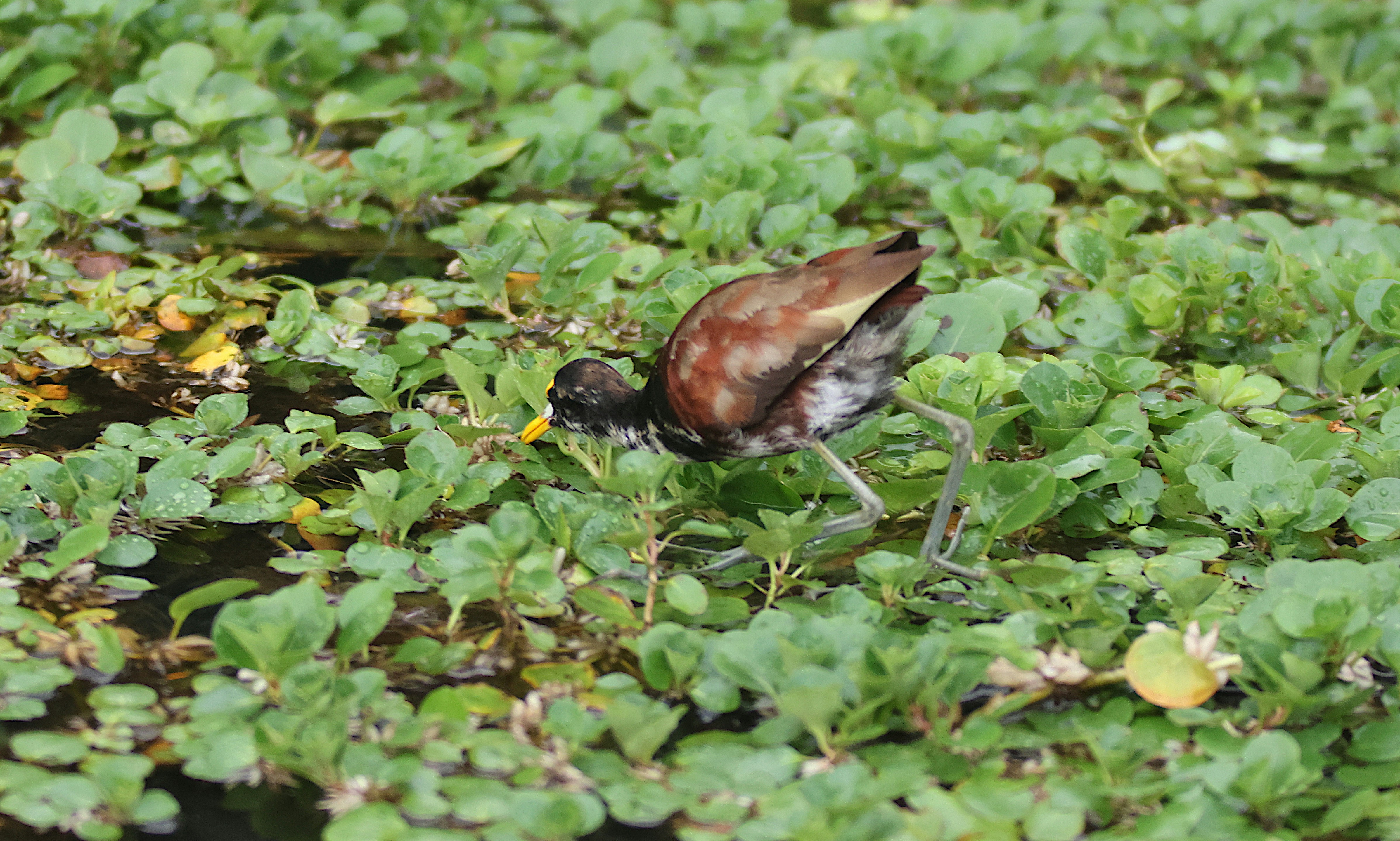 um pássaro marrom e preto sentado em cima de plantas verdes