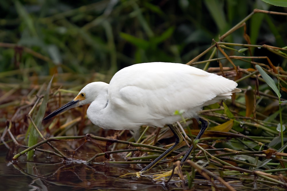 a white bird standing on top of a body of water