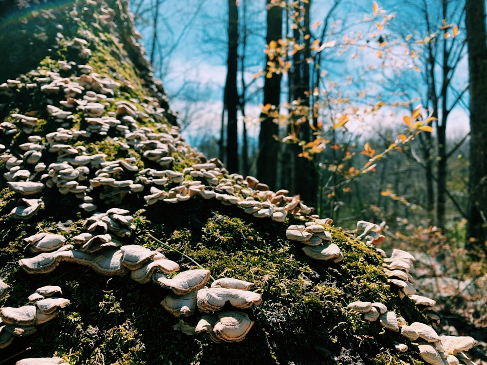 a group of mushrooms growing on a mossy tree