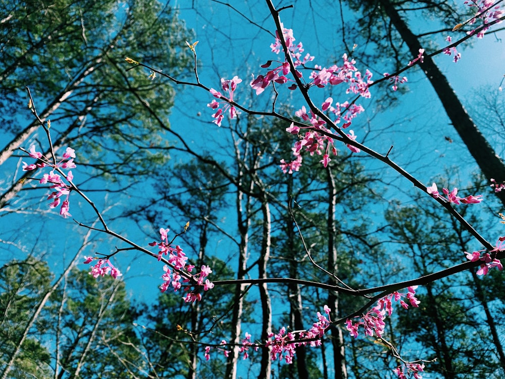 pink flowers blooming on the branches of a tree