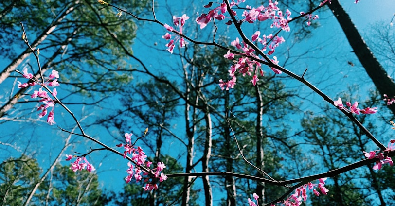 pink flowers blooming on the branches of a tree