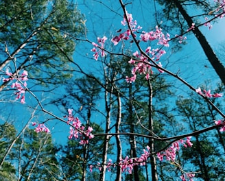 pink flowers blooming on the branches of a tree