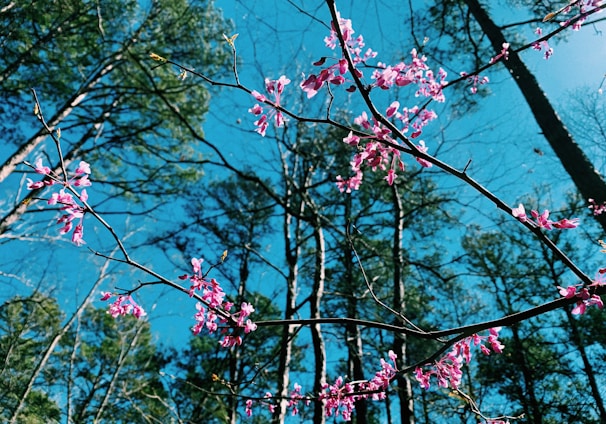pink flowers blooming on the branches of a tree
