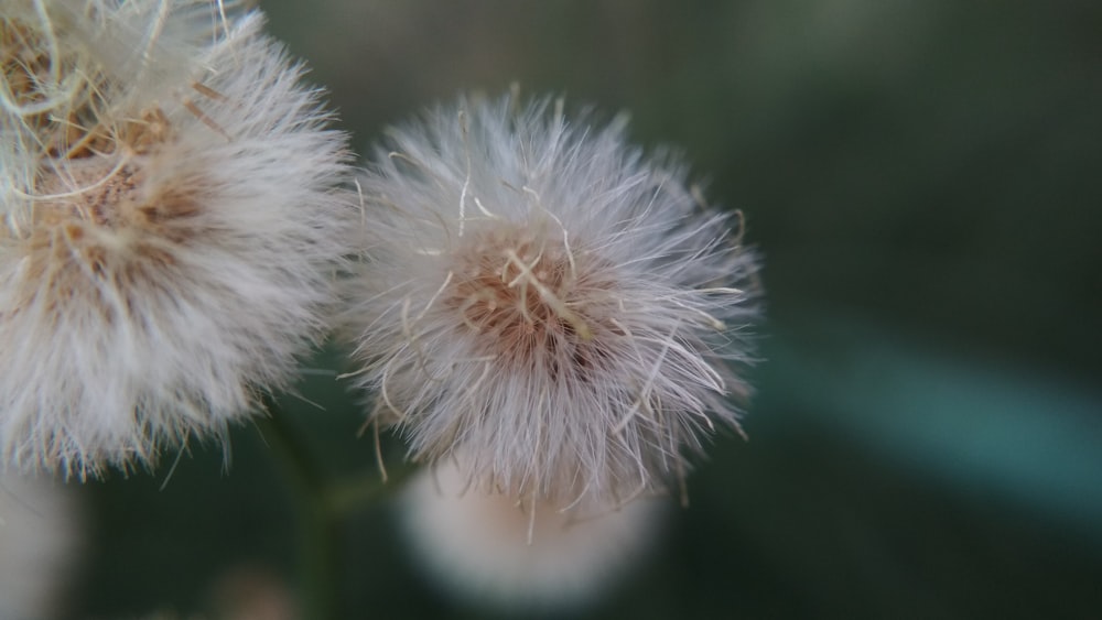 Un primer plano de una flor de diente de león con fondo borroso