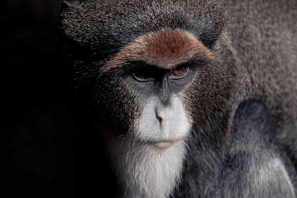 a close up of a monkey with a blurry background