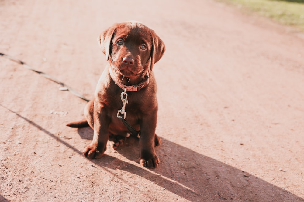 a brown dog sitting on top of a dirt road