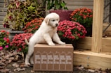 A busy owner happily installing a Potty Paws box in their apartment while their puppy watches curiously.