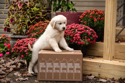 A fluffy puppy leaning on a cardboard box labeled 'Boxed Water Is Better' surrounded by vibrant red and orange flowers in pots. The setting is outdoors, with wooden steps and fallen leaves scattered around.
