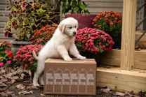 A fluffy puppy leaning on a cardboard box labeled 'Boxed Water Is Better' surrounded by vibrant red and orange flowers in pots. The setting is outdoors, with wooden steps and fallen leaves scattered around.