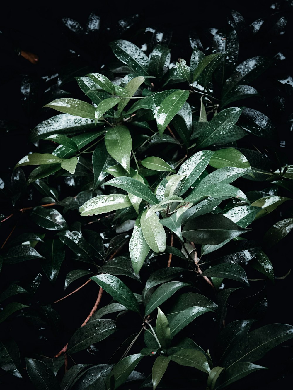 a bush with green leaves covered in rain