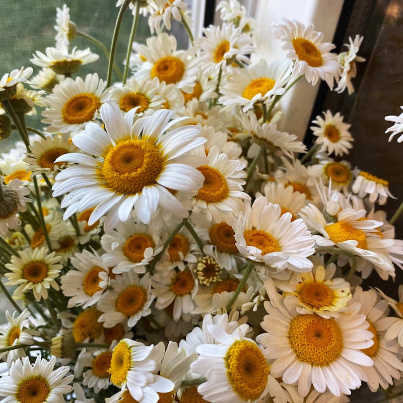 flor margarida a vase filled with lots of white and yellow flowers