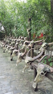 Dozens of animal skulls with large curved horns are lined up on wooden beams in an outdoor setting, surrounded by lush green trees and foliage.