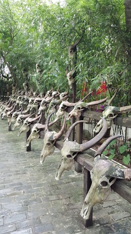 Dozens of animal skulls with large curved horns are lined up on wooden beams in an outdoor setting, surrounded by lush green trees and foliage.