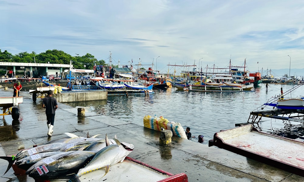 a harbor filled with lots of different types of boats